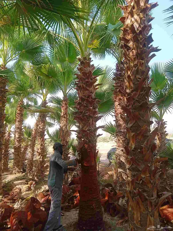 نخيل واشنطني ابومروحة درجه اولى ونخل عربي 2