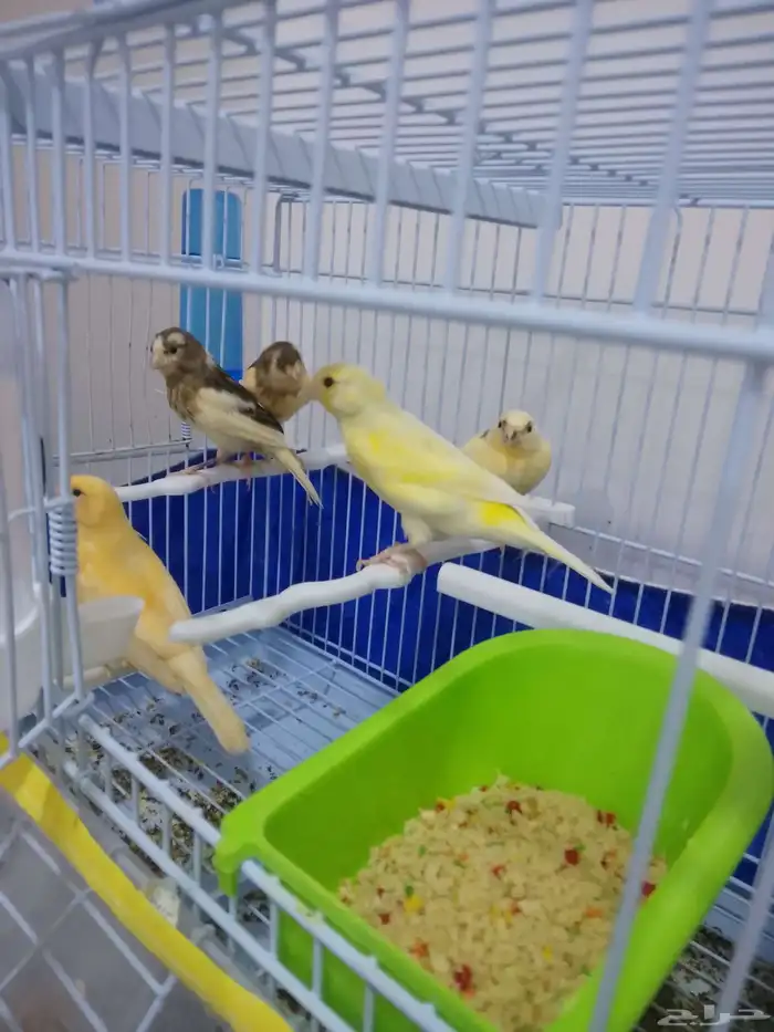 كناري 4