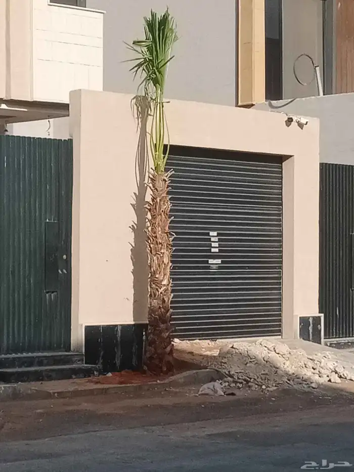 نخيل واشنطني ابومروحة درجه اولى ونخل عربي 4
