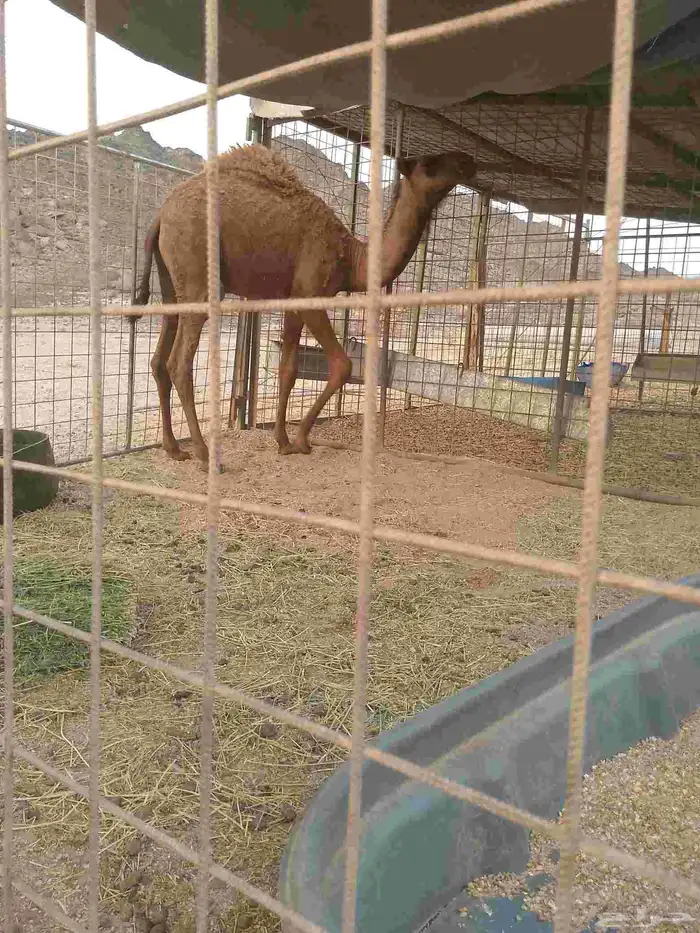 حاشي لباني 0