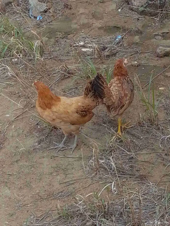 دجاجه 0