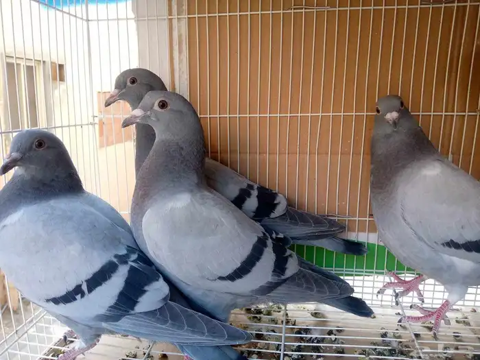 زاجل سباق أجواز وطبات ابطال الابطال Tobمن هواه أبطال المملكة 9