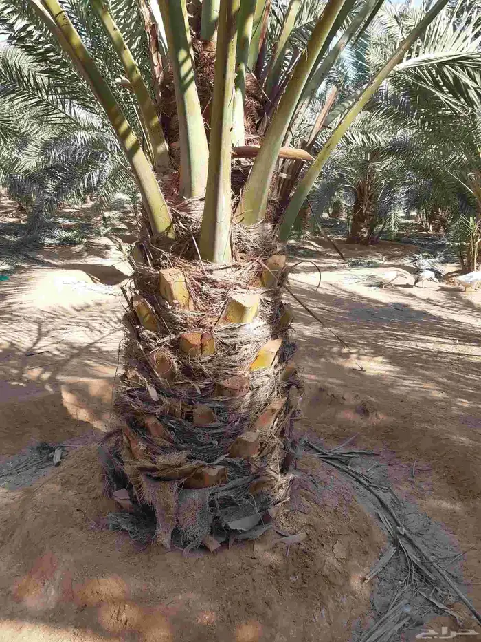 نخل مثمر نقايل وفسائل 5