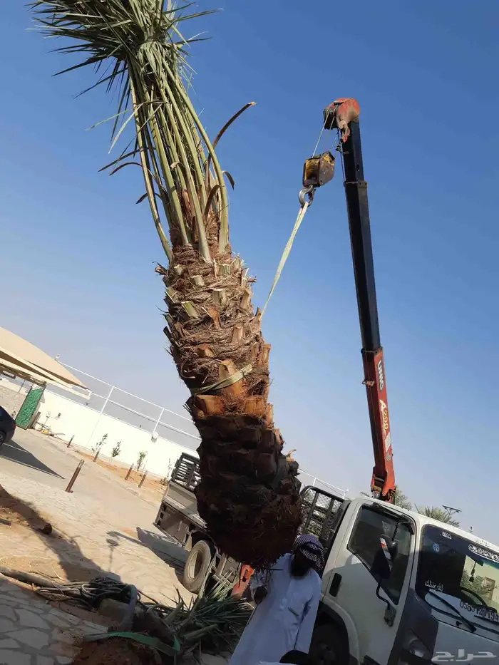 نخل مثمر نقايل وفسائل 6