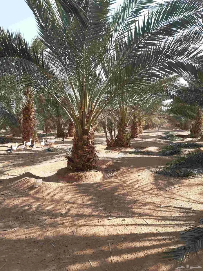 نخل مثمر نقايل وفسائل 4