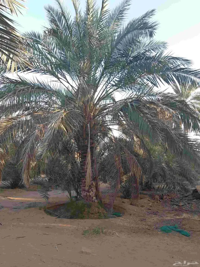 نخل مثمر نقايل وفسائل 2