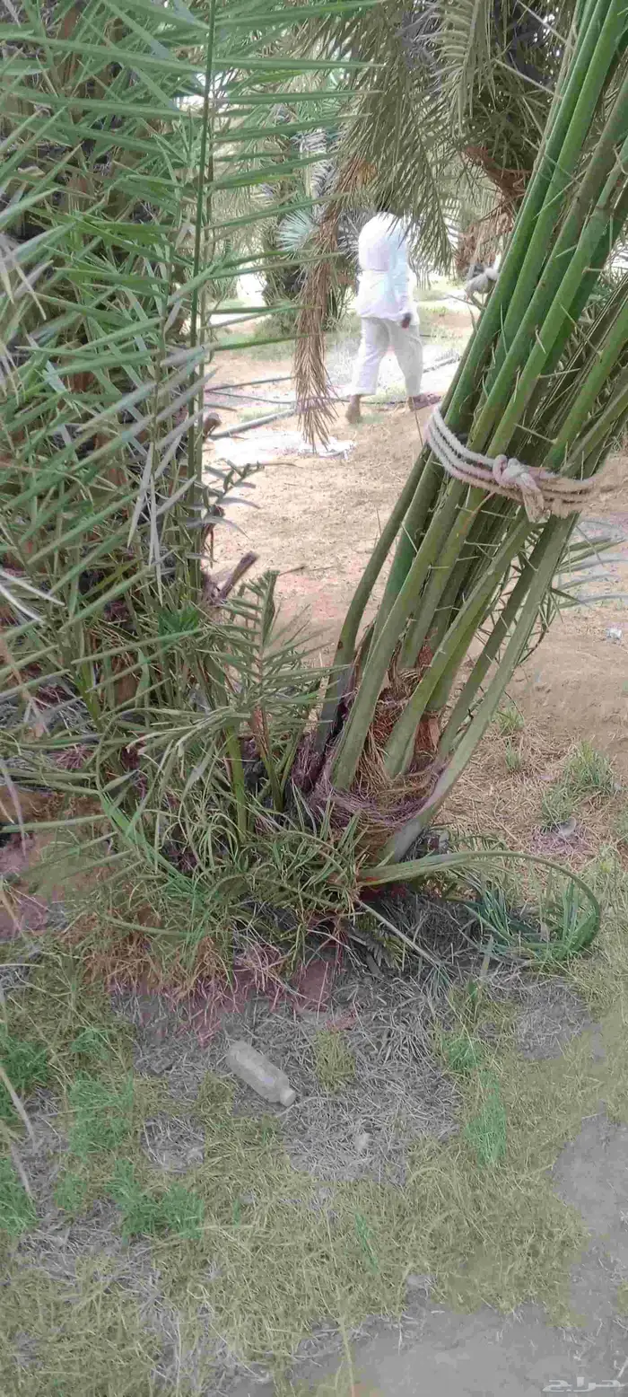 يوجد لدينا جميع انواع النخيل وجميع انواع المقاسات 6
