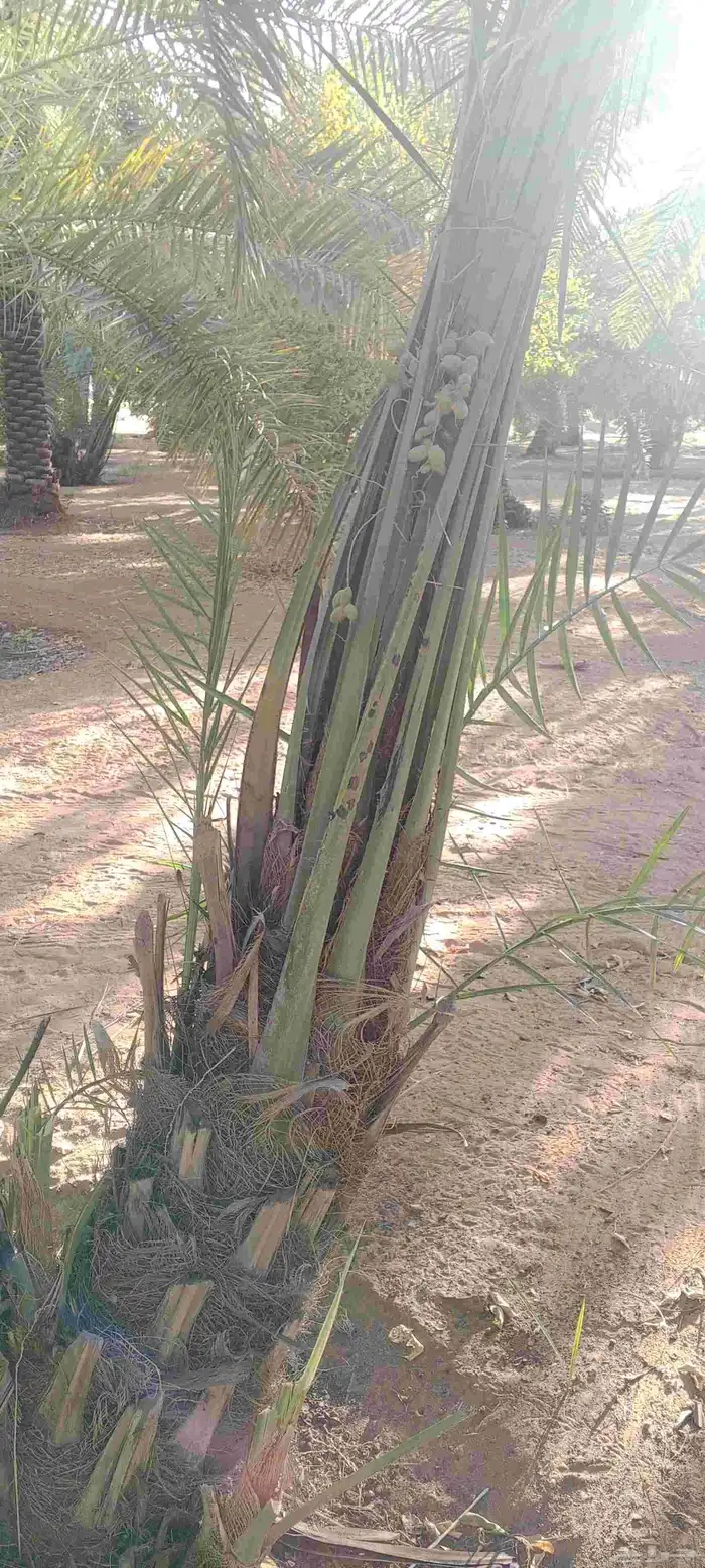 يوجد لدينا جميع انواع النخيل وجميع انواع المقاسات 1