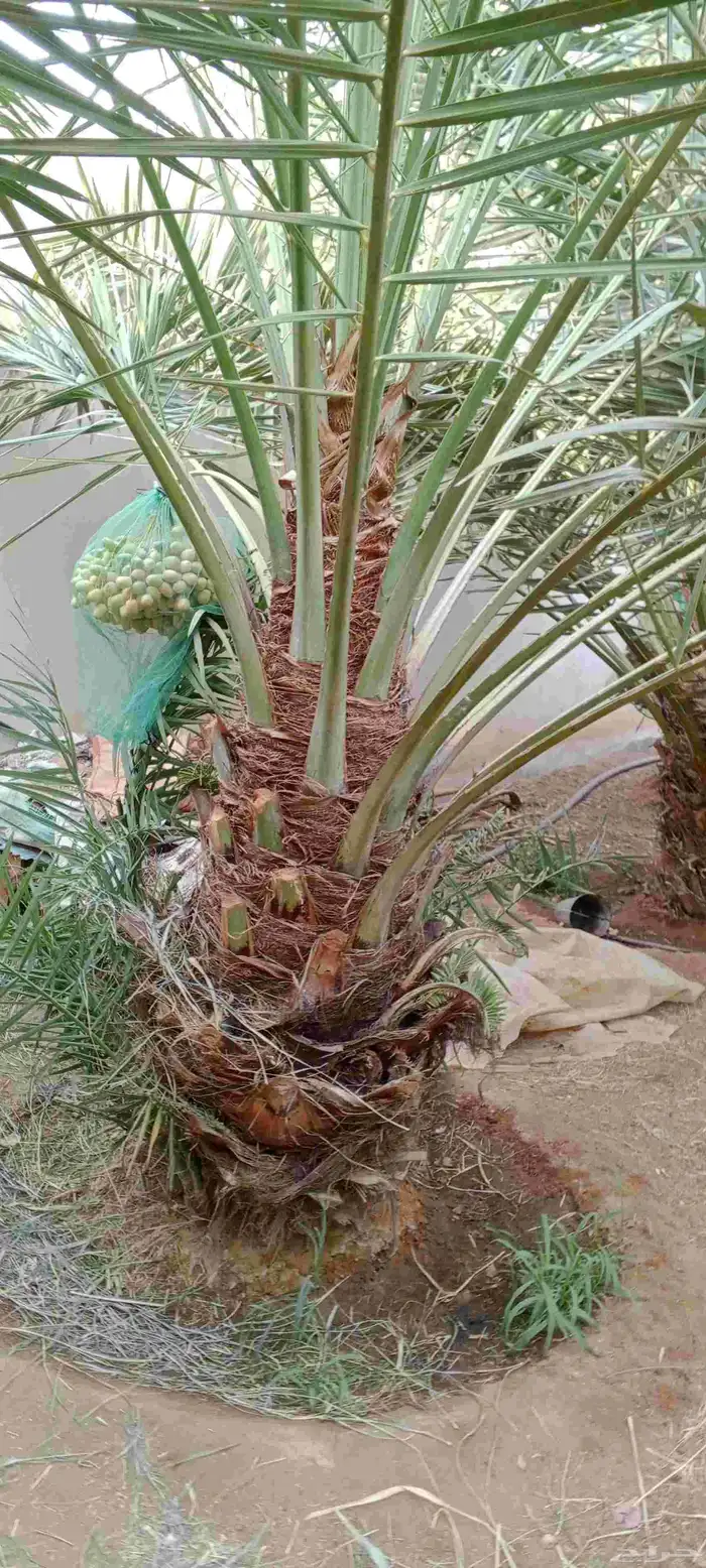يوجد لدينا جميع انواع النخيل وجميع انواع المقاسات 8