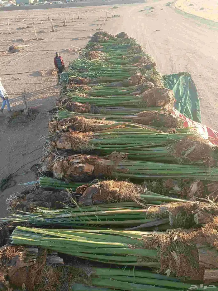 نخل واشنطن نخل عربي ليمون حمضيات برتقال 6