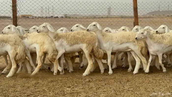 رخال حريات جدعات صنف 7