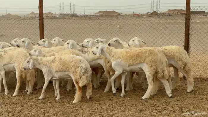 رخال حريات جدعات صنف 4