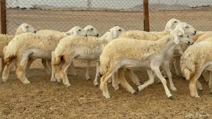 رخال حريات جدعات صنف 1