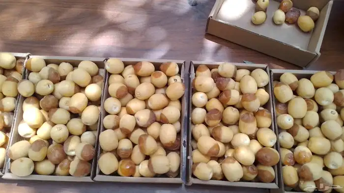 خراف رطب هلاليه وصقعي 1