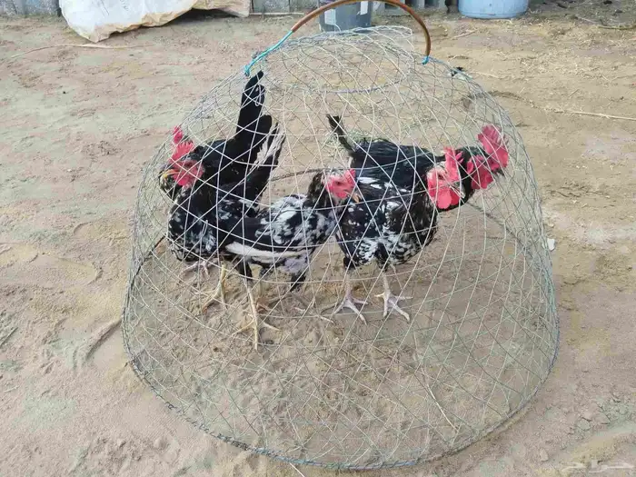 دجاج ديكة ماكنتوش العمر 6-7 شهور 2