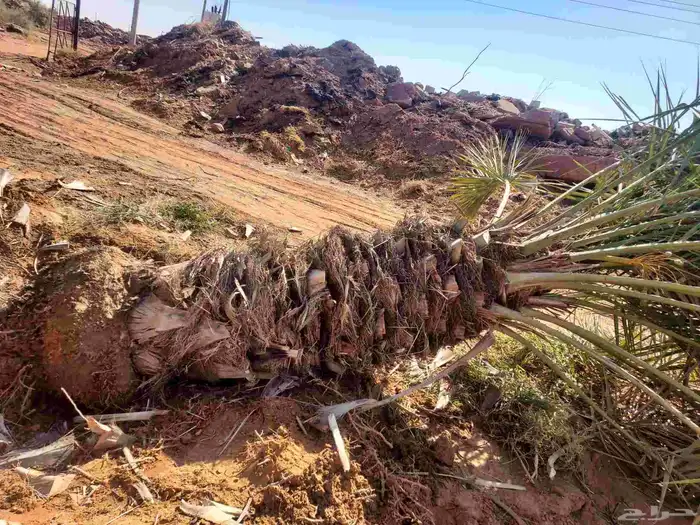 يوجد لدينا جثايث صقعي مجدول عجوده سكري 4