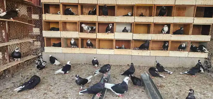 حمام قطيفي للبيع 17