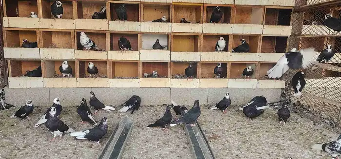 حمام قطيفي للبيع 3