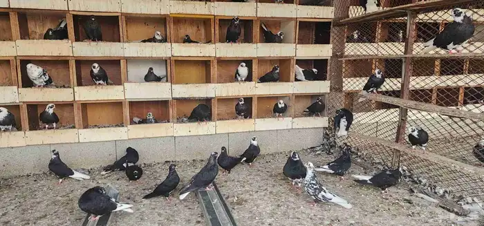 حمام قطيفي للبيع 10