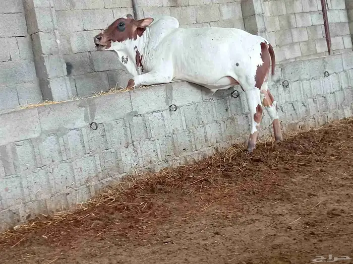 آحد رفيدة طريق لأزمة خلف آسواق المفيد 0