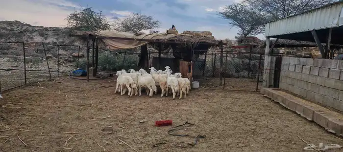 جذعان نظاف 0
