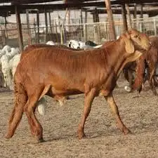 اغنام سواكن 0