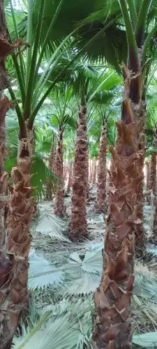 نخل واشنطن 4