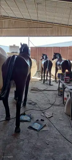 منتجات فابير جلاص 4
