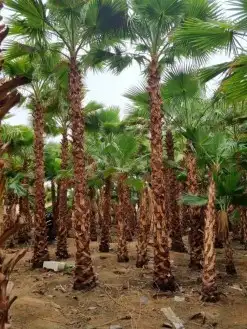 نخل واشنطن 6