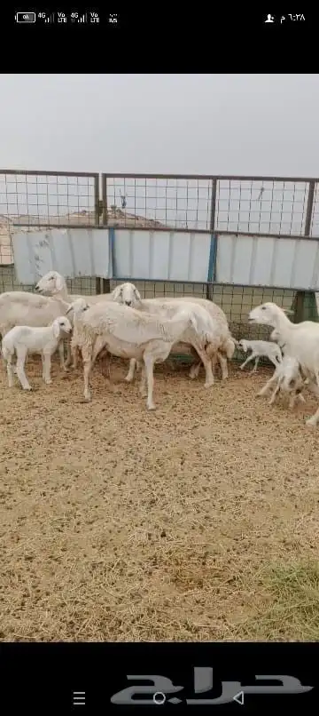غنم حريات خلفات 5
