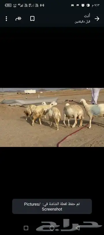 غنم حريات دفيع شرط 3