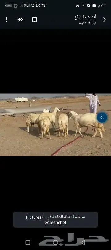 غنم حريات دفيع شرط 7