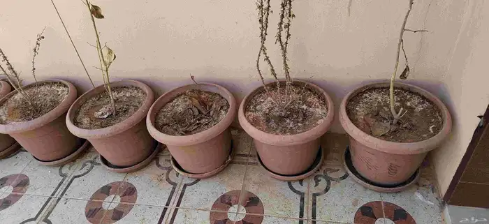 13 اصيص للزراعه مجانا 3