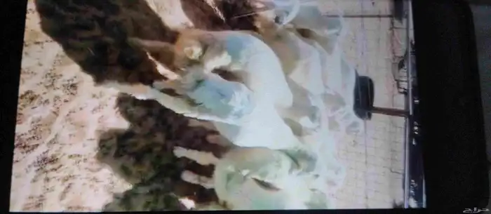 بهم خرفان للبيع 1
