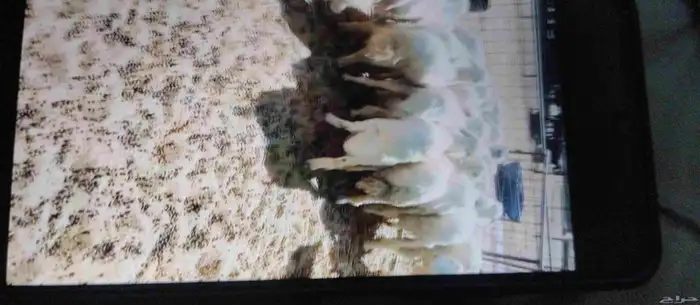 بهم خرفان للبيع 0