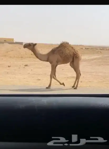 عشراء ثنو على جميع الشروط 1