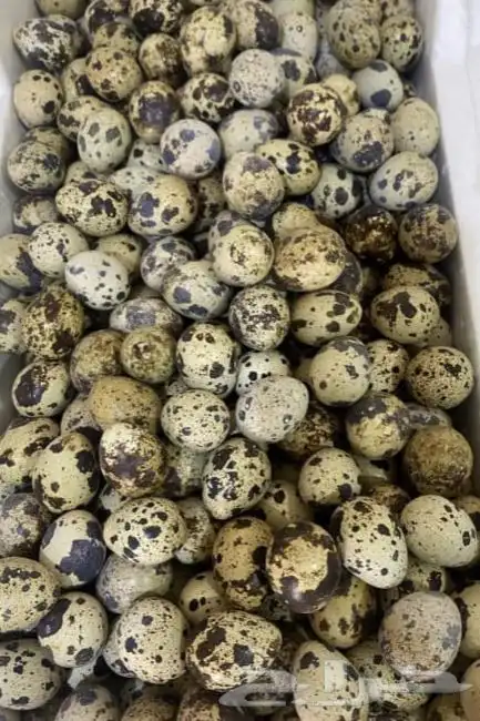 بيض سمان وفري وصوص سمان وفري 0