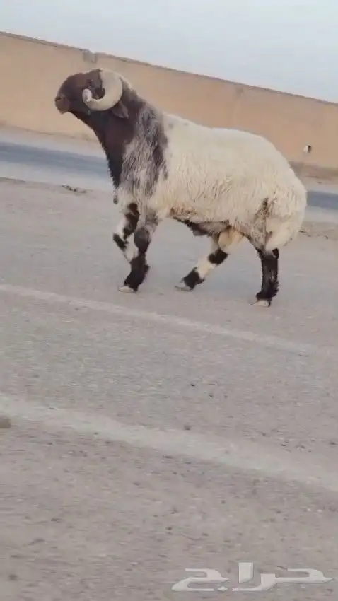 فحل نعيم صنف للبيع 5