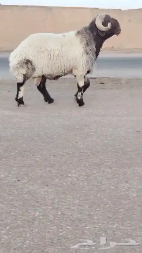 فحل نعيم صنف للبيع 0