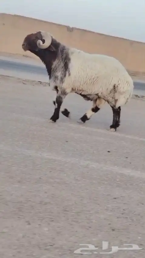 فحل نعيم صنف للبيع 3