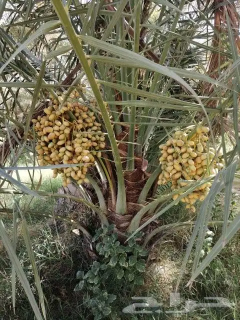 نخل مثمر للبيع نخيل واشنطني عربي شيشي سلج برني صقعي مجدول 5