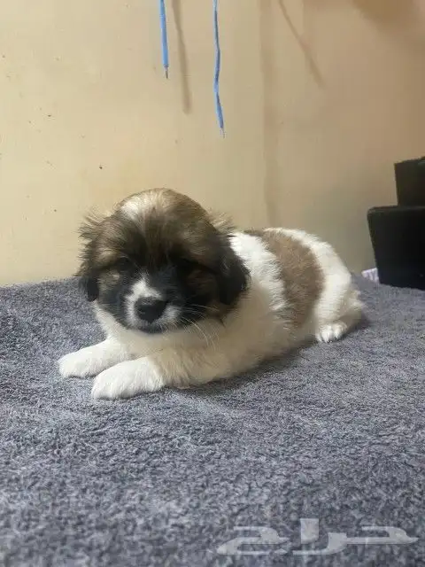 Maltese dog for sale 12