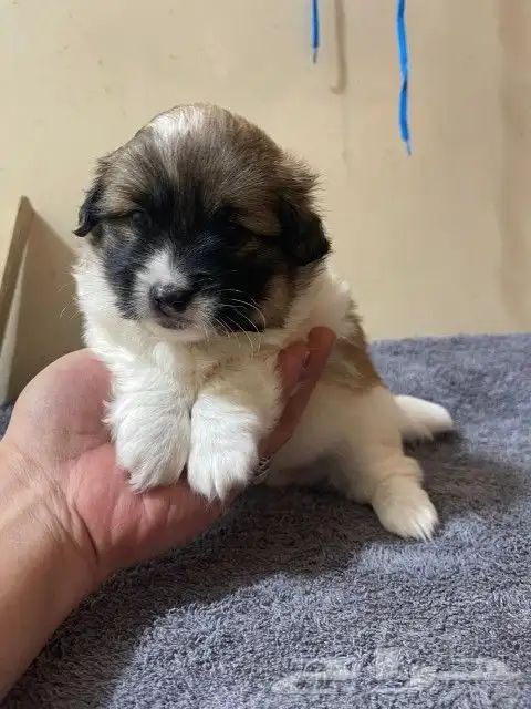 Maltese dog for sale 11