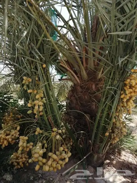 نخل مثمر للبيع نخيل واشنطني عربي شيشي سلج برني صقعي مجدول 6