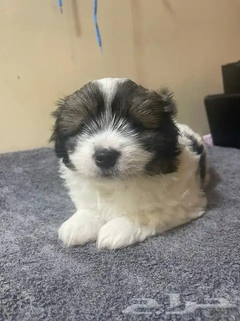 Maltese dog for sale 10