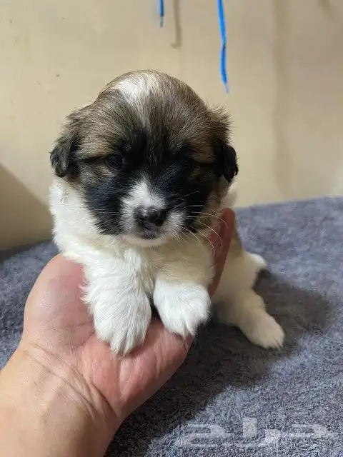 Maltese dog for sale 7