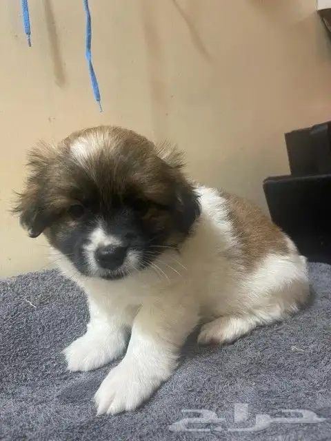 Maltese dog for sale 8