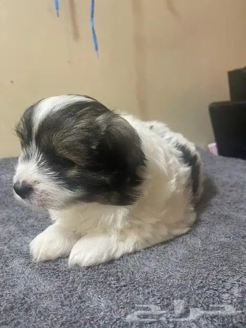 Maltese dog for sale 9