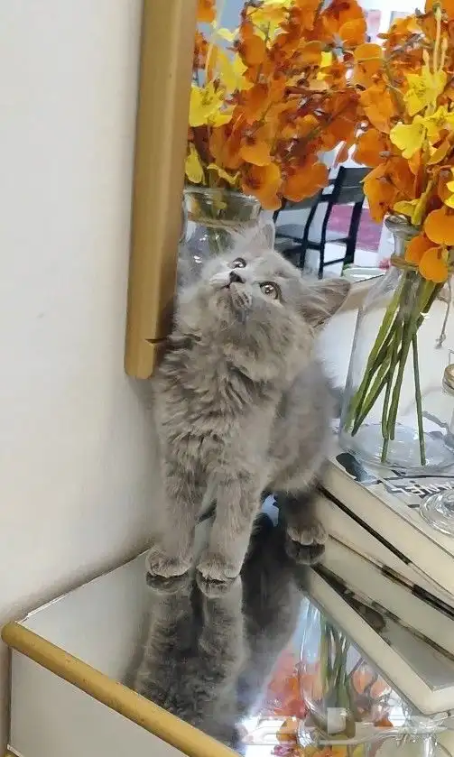 قطة صغيرة انثى شهرين 1