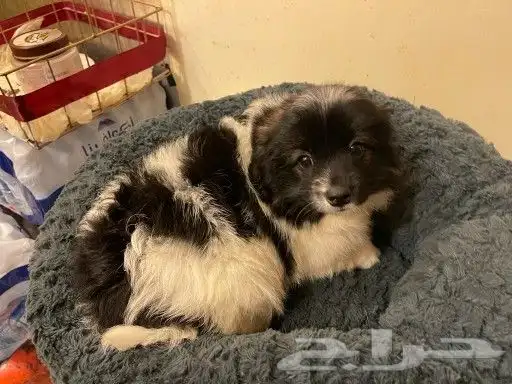 Maltese dog for sale 13